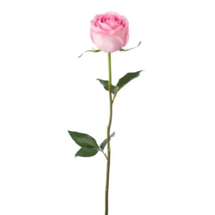 Light Pink Rose