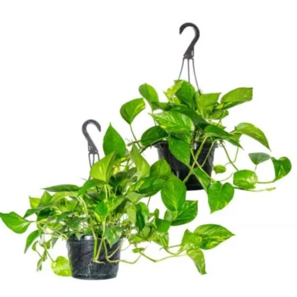 Money Plant Hanging 1 Piece