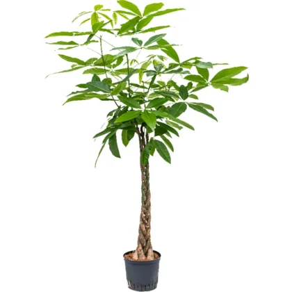 Pachira Aquatica XL