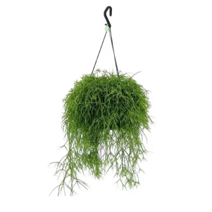 Rhipsalis Hanging