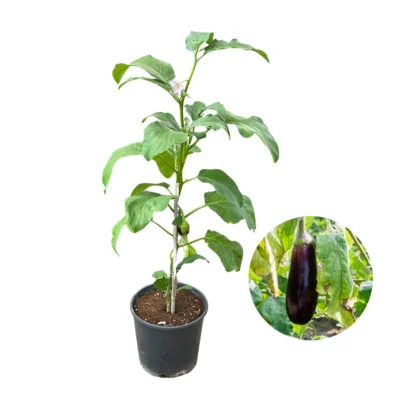 Brinjal Plant Big