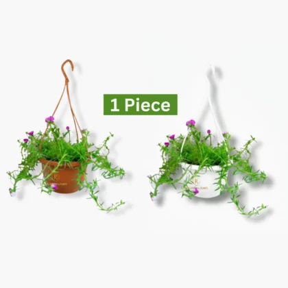 Portulaca Hanging