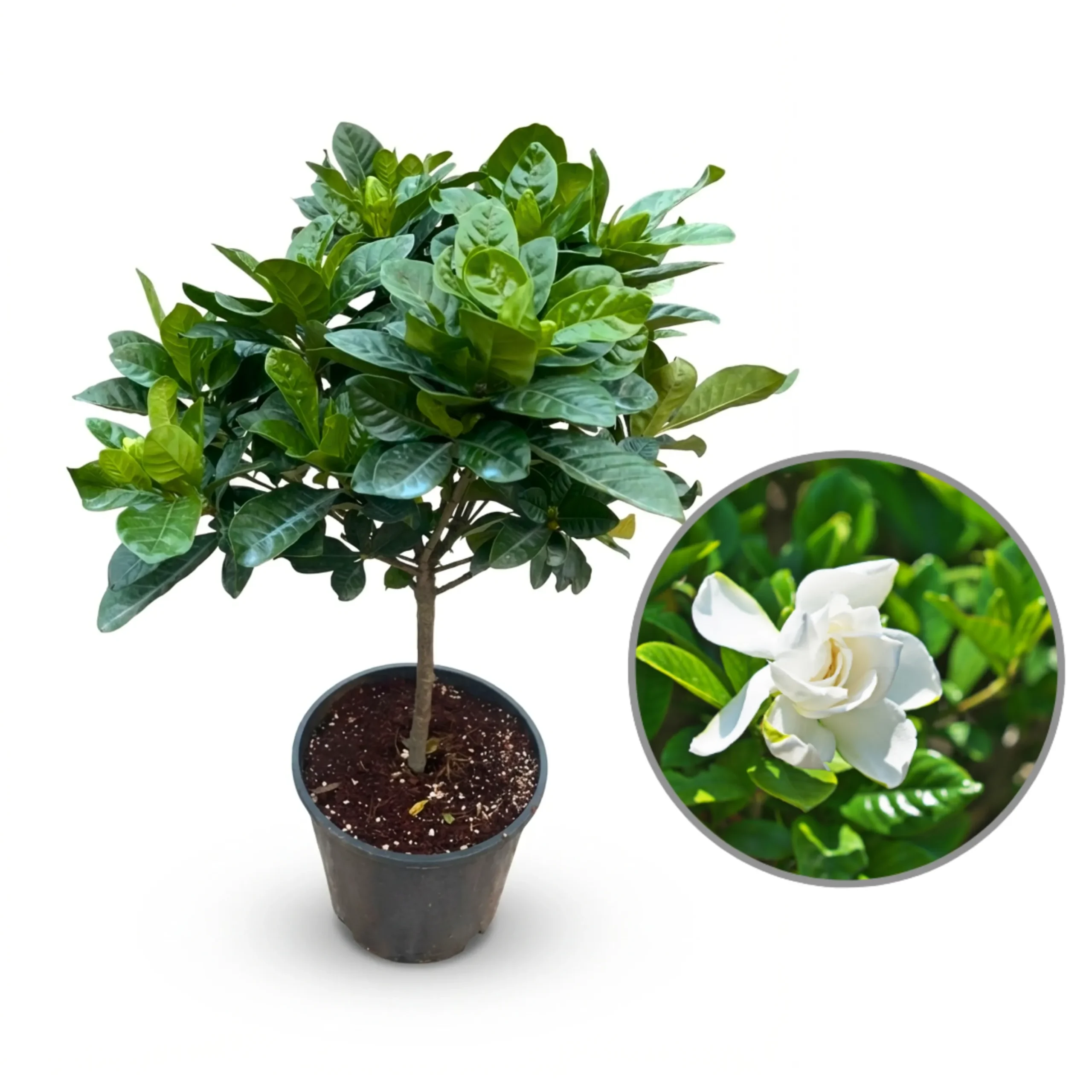 Gardenia Single Stem