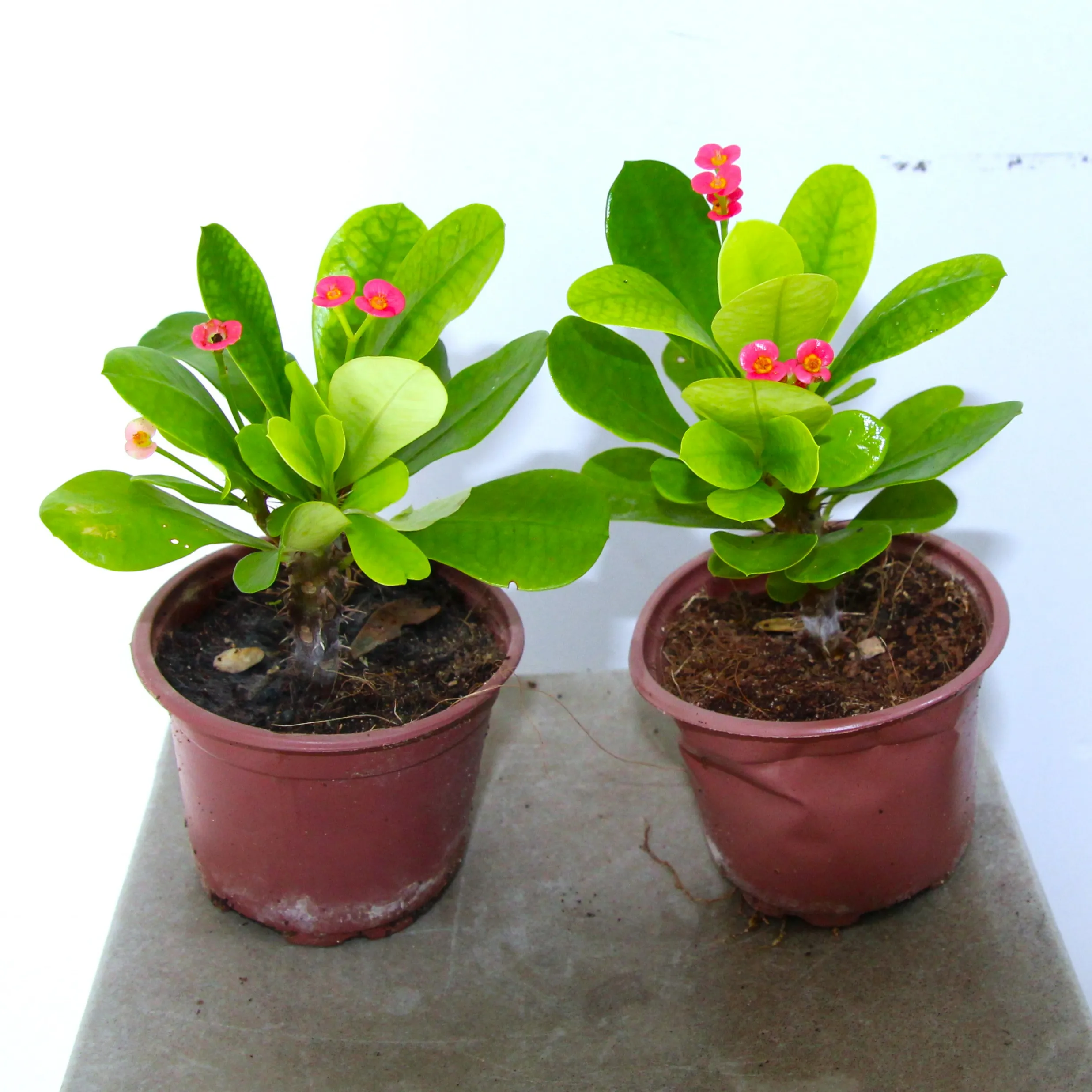 Euphorbia milii 1 piece