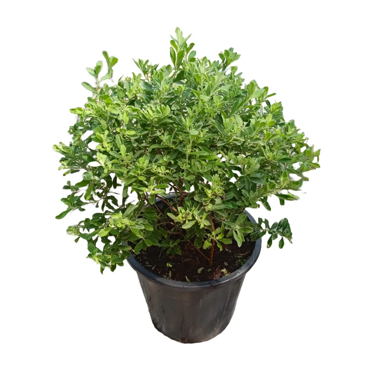 Leucophyllum