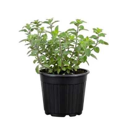 Syrian Oregano