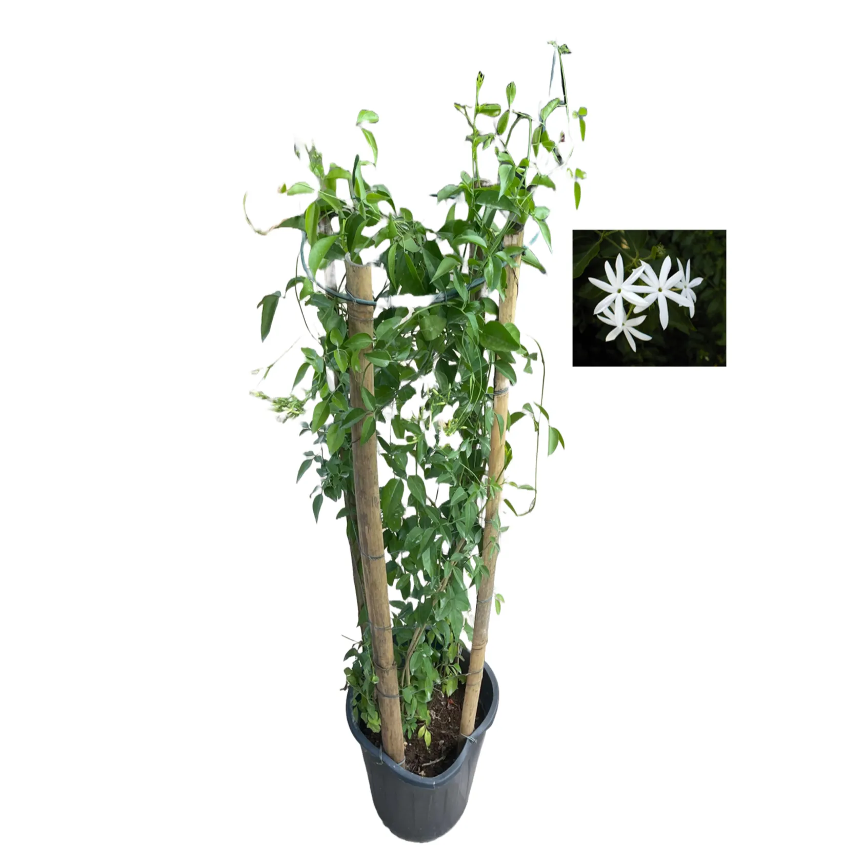Jasmine Four Stick