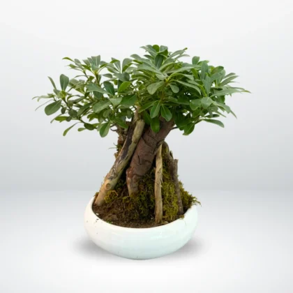 Ceramic-potted Hawaiian Umbrella Bonsai