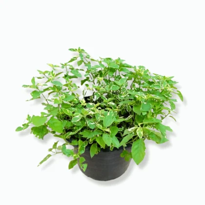 Asystasia Variegata- Chinese Violet