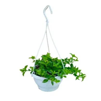 Red Apple Ice Plant Hanging