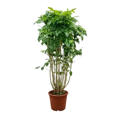 Radermachera Sinica Bushy
