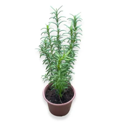 Rosemary