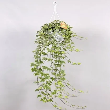 Hedera Helix Variegated Hanging