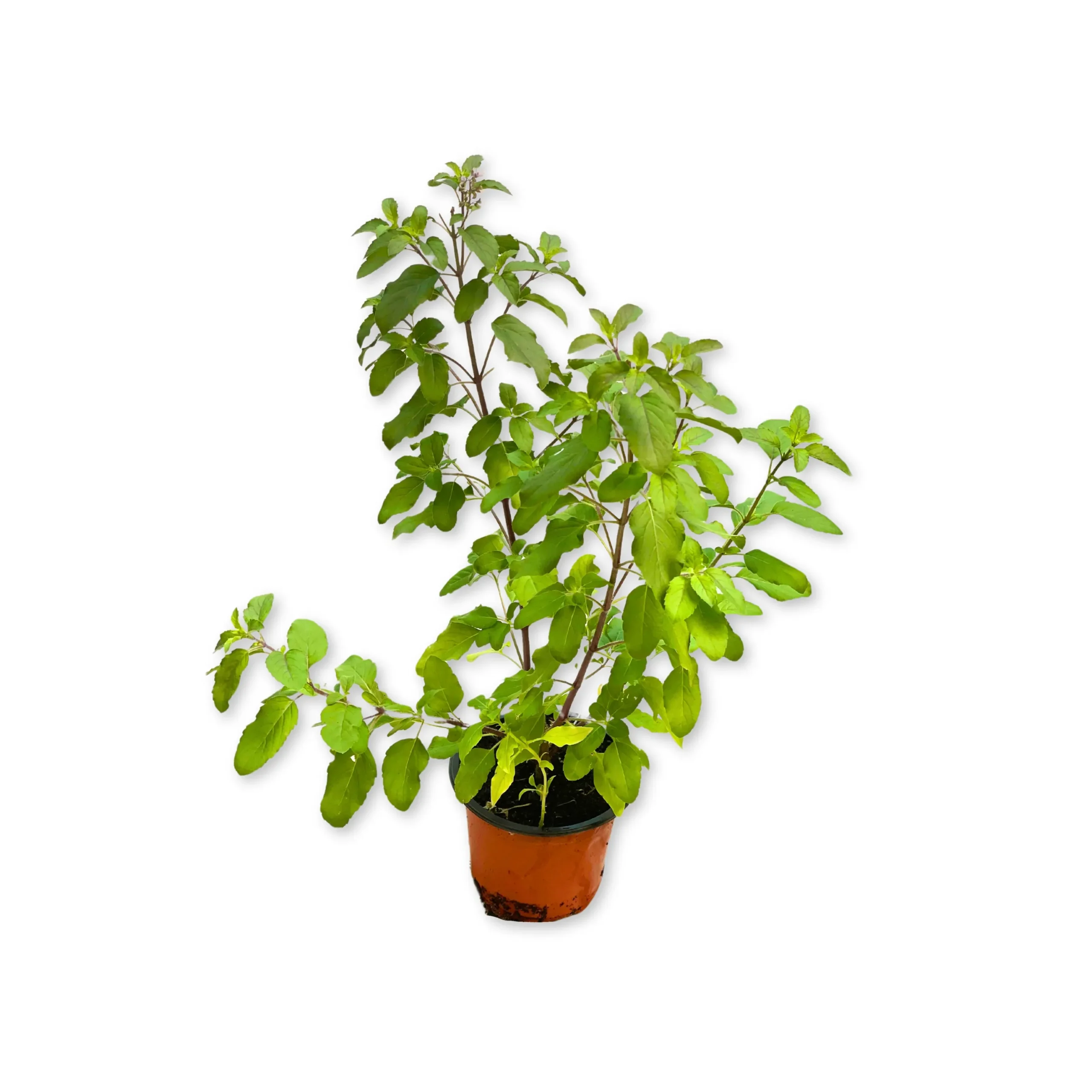 Indian Tulsi- Holy Basil
