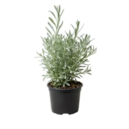 Lavender Bushy