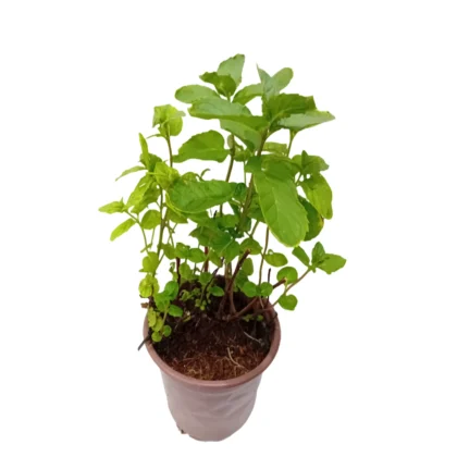 Mint Small