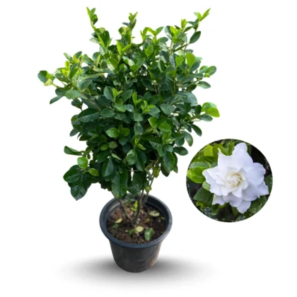 Gardenia Xl