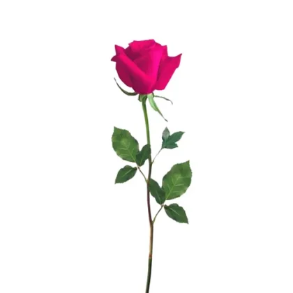 Pink Rose