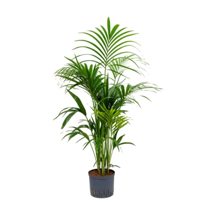 Howea Forsteriana- Kentia Palm