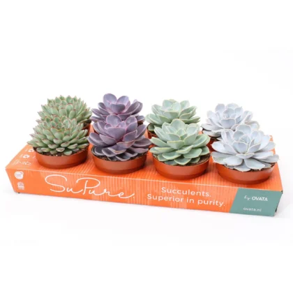 Echeveria Mix 1 piece