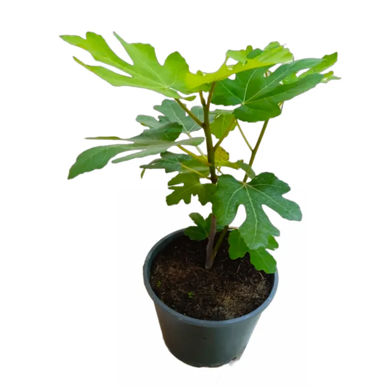 Fig Tree