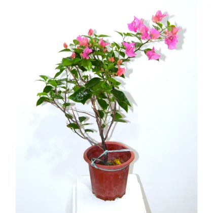 Bougainvillea Pink Small