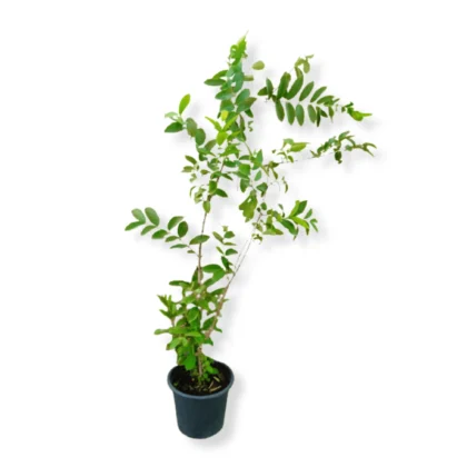 Guava Plant