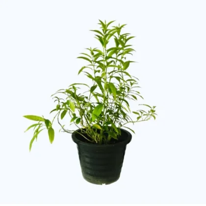 Cestrum Nocturnum- Night Queen