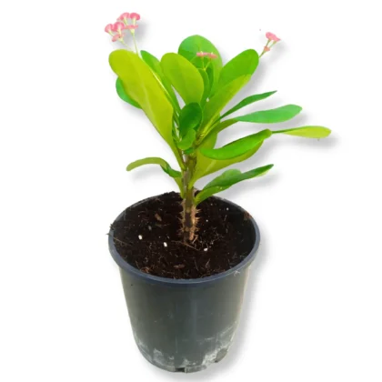 Euphorbia Milli- Medium