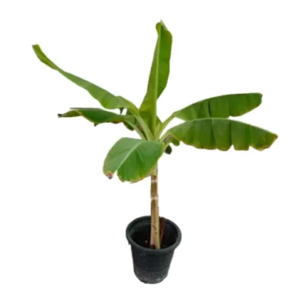 Banana Tree