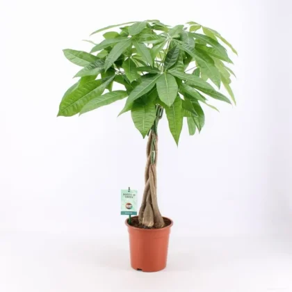 Money Tree