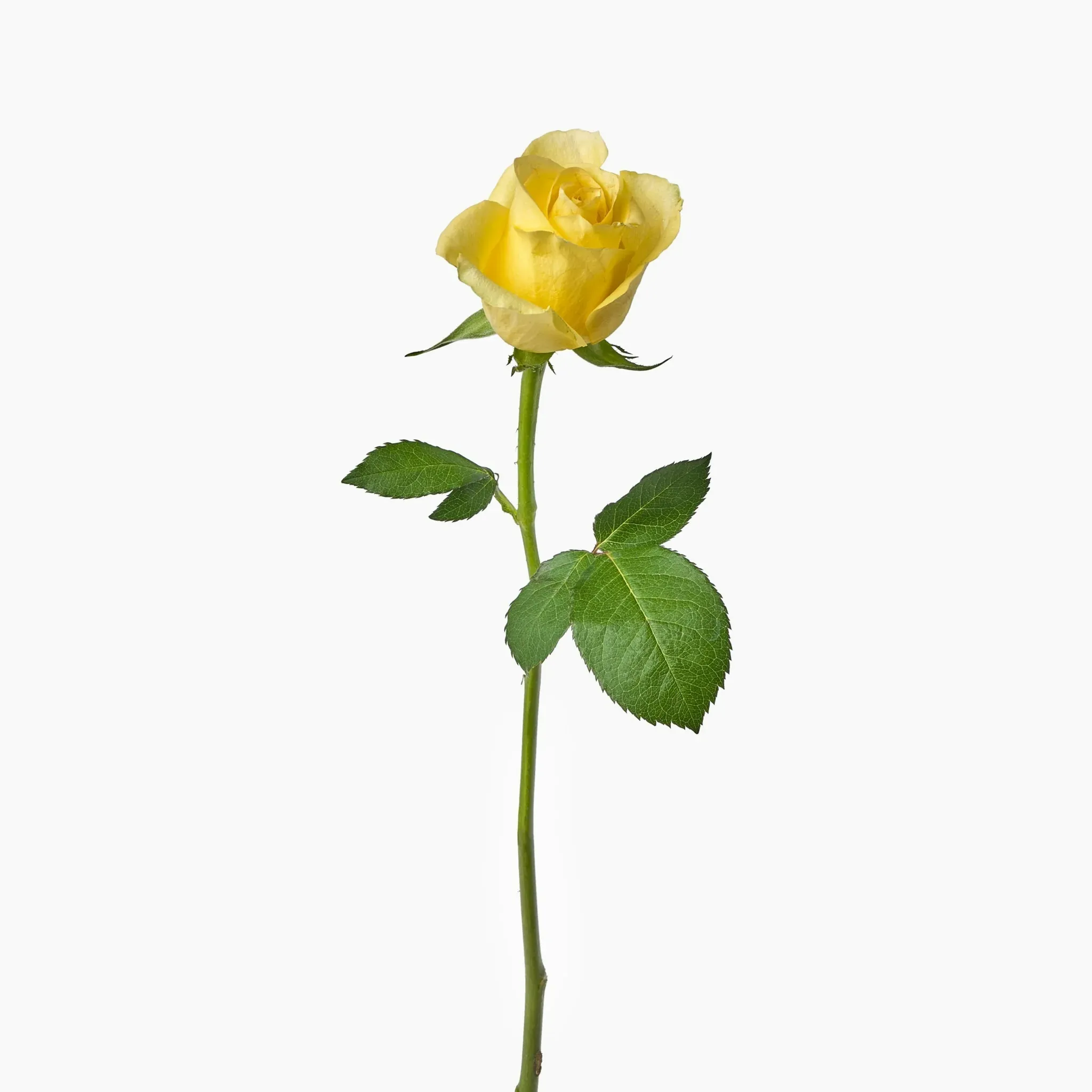 Yellow Rose