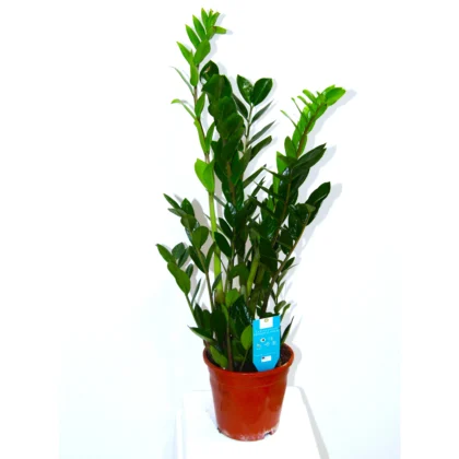 Zamioculcas Zamiifolia