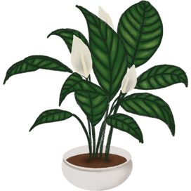 Indoor Plants