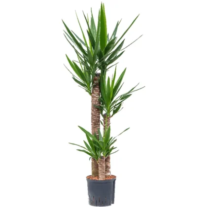 Yucca 3PP
