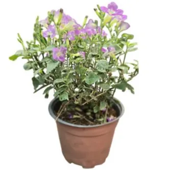 Asystasia Variegated- Chinese Violet-Small