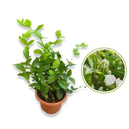 Jasminum Sambac (Rajdee) Medium