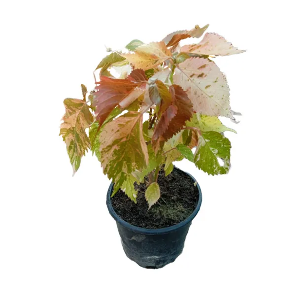 Acalypha