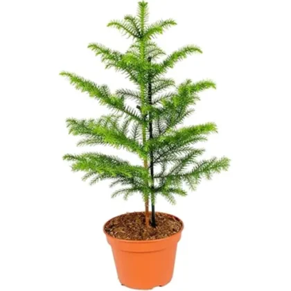 Araucaria Small