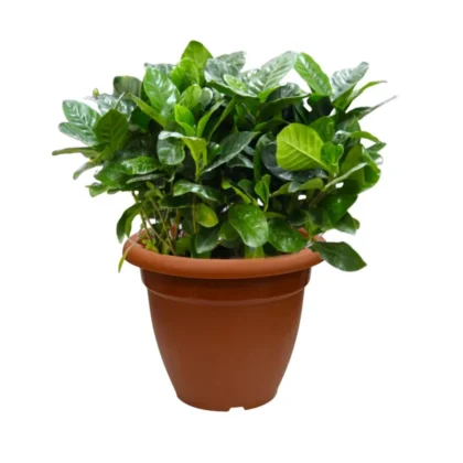 Gardenia