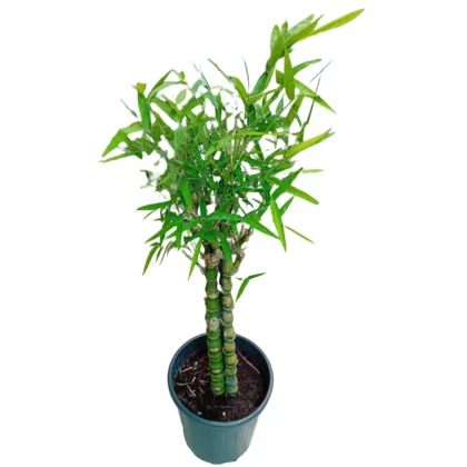Bambusa Ventricosa (Ornamental Belly), 3 Pp