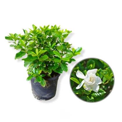 Gardenia Big
