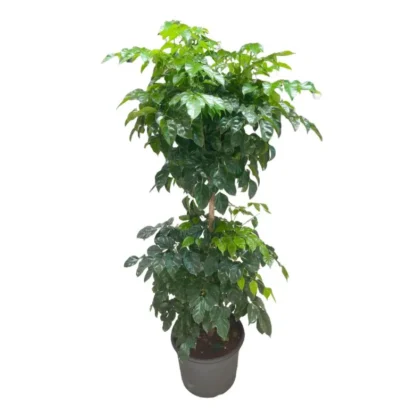 Radermachera sinica- China Doll Plant- 2 Step Bushy