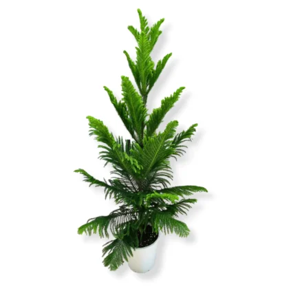 Araucaria
