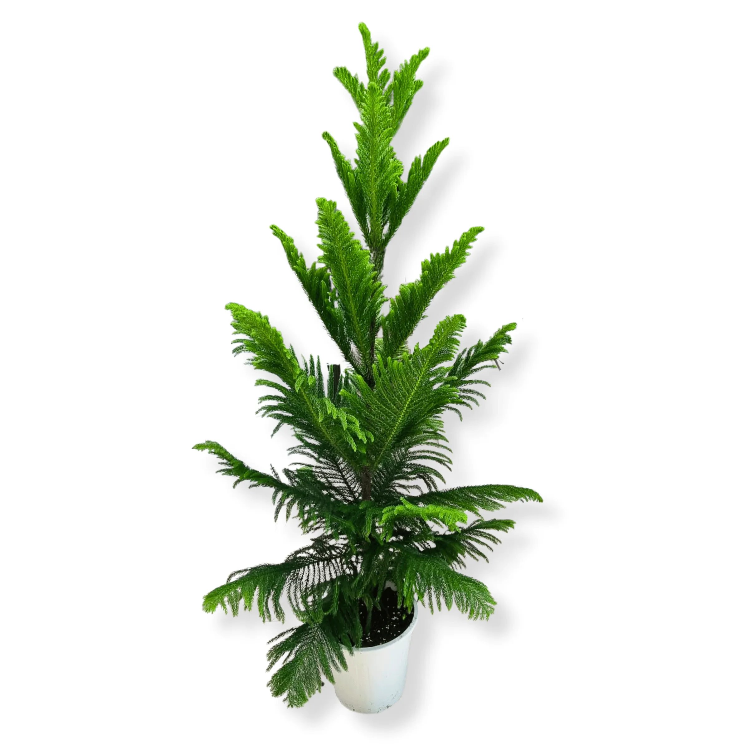Araucaria