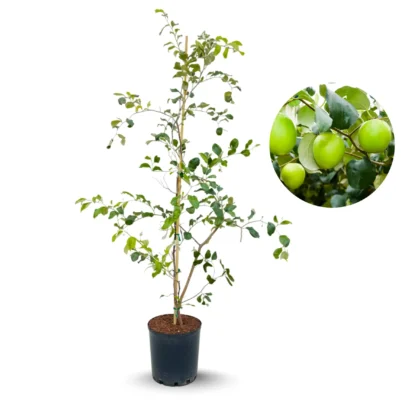 Sidr, Ziziphus Spina Christi