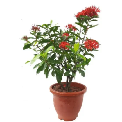 Ixora