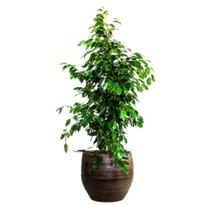 Ficus Benjamina