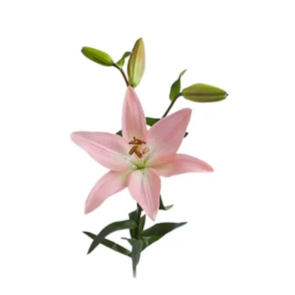 Lily - Light Pink