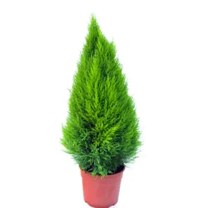 Cupressus Macro. 'Goldcrest Wilma' Pyramid Small